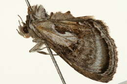 Image of Chrysanympha