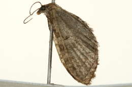 Image of Eupithecia borealis Hulst 1898