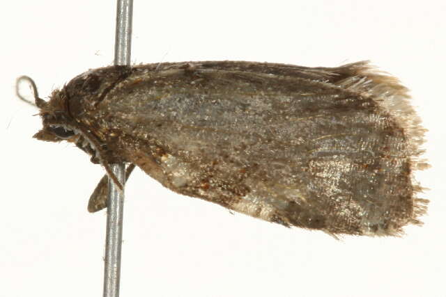 Image of Fruit-Tree Leafroller Moth