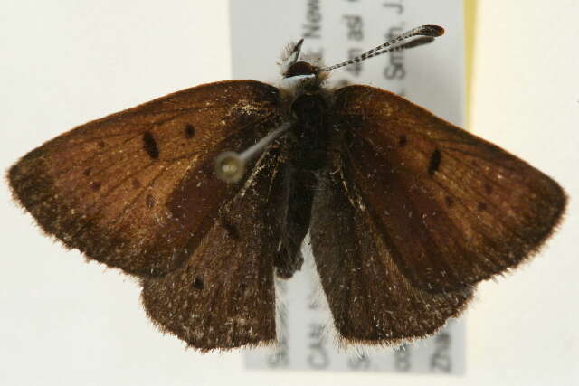 Image of <i>Lycaena epixanthe</i>