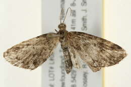 Image of Eupithecia borealis Hulst 1898