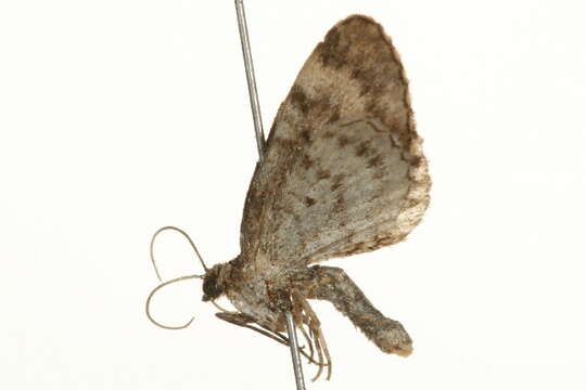 Image of Eupithecia borealis Hulst 1898