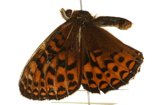 Image of Atlantis Fritillary