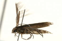 Image of Coleophora bidens Braun 1940