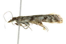 Image of Highland Grey