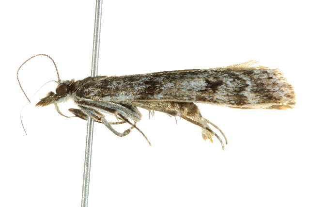 Image of Highland Grey