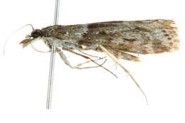 Image of Highland Grey