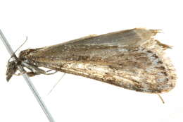Image of Highland Grey
