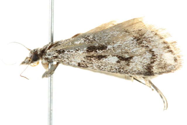 Image of <i>Eudonia vivida</i>