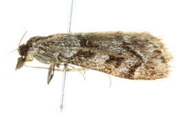 Image of <i>Eudonia vivida</i>