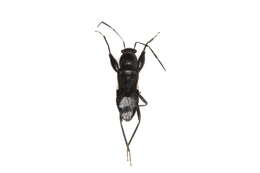 Image of seed bug