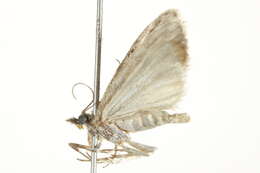 Image of <i>Eudonia vivida</i>