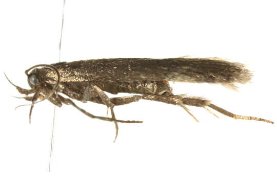 Image of Chionodes psiloptera Barnes & Busck 1920