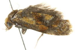 Image of Cochylis