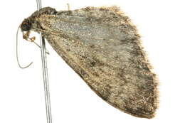 Слика од Eupithecia lachrymosa Hulst 1900