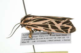 Image of Phyllira Tiger Moth