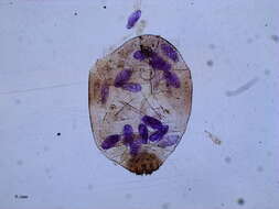 Image of Pseudococcinae