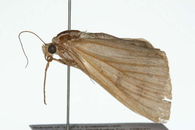 Image of Vetch Looper Moth