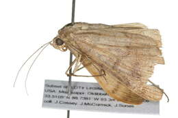 Image of Vetch Looper Moth