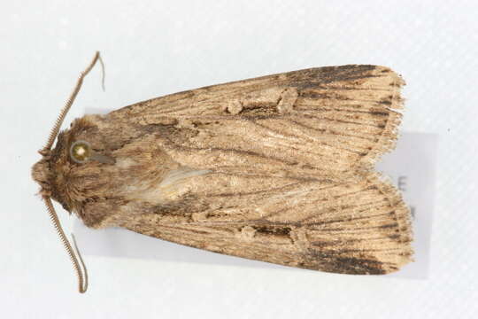 Image of Granulate cutworm