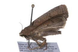 Image of Abagrotis orbis