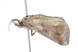 Image of Moonseed Moth