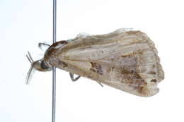 Image of Moonseed Moth