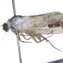 Image of <i>Tarache quadriplaga</i>