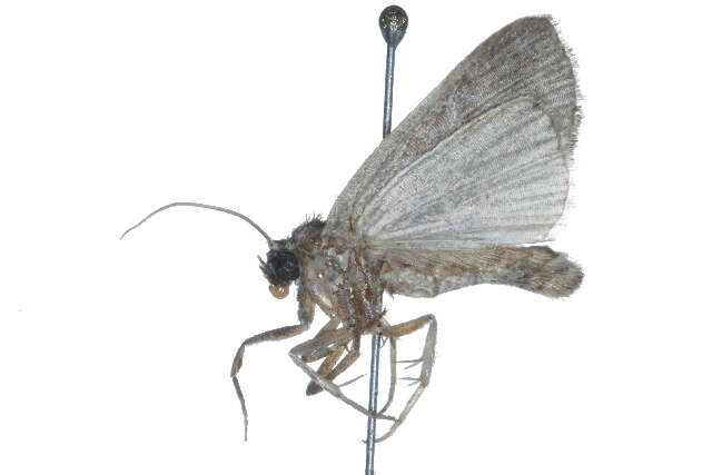 Image of Ogdoconta altura Barnes