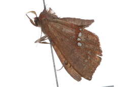 Image of Large Necklace Moth