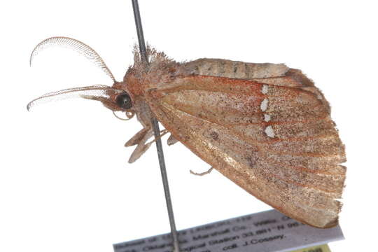 Image of Large Necklace Moth