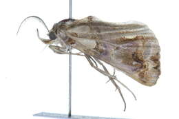 Image de Plusiodonta compressipalpis Guenée 1852