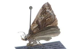 Image of Moonseed Moth