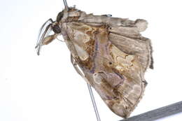 Image of Moonseed Moth