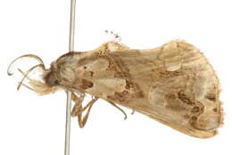 Image of Moonseed Moth