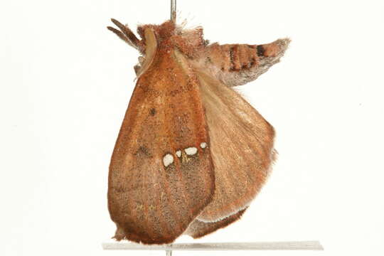 Image of Large Necklace Moth