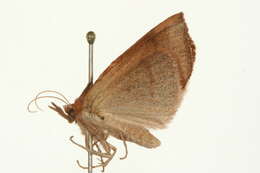 Image of Large Necklace Moth