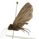 Image of <i>Spaelotis velicava</i>