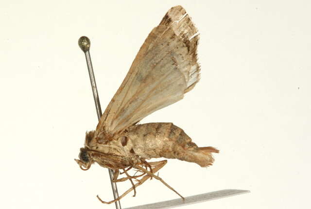 Image of Yellow-striped Armyworm Moth
