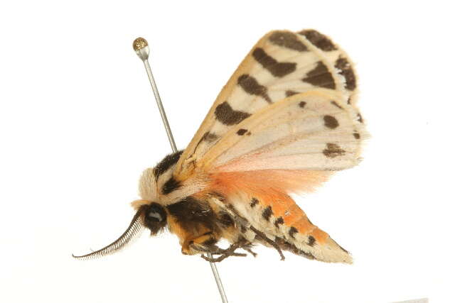 Image of Grammia incorrupta Edwards 1881