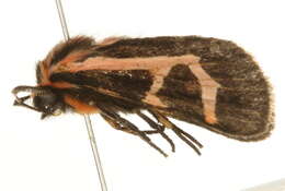 Image of Grammia Rambur 1866