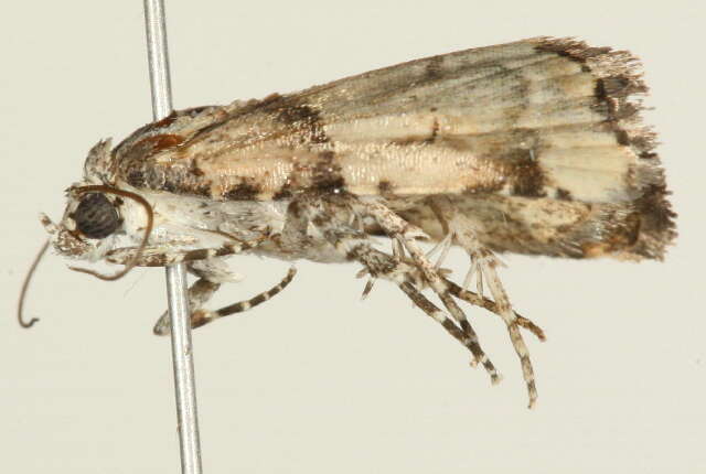 Image of <i>Cobubatha dividua</i>