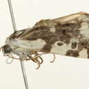 Image of <i>Tarache sedata</i>