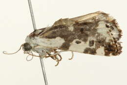 Image of <i>Tarache sedata</i>