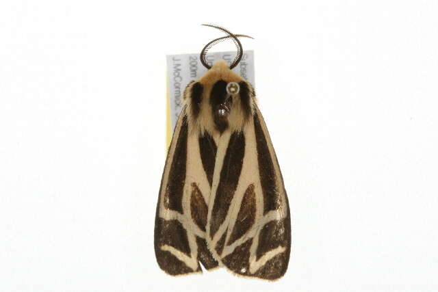 Image of Carlotta's Tiger Moth