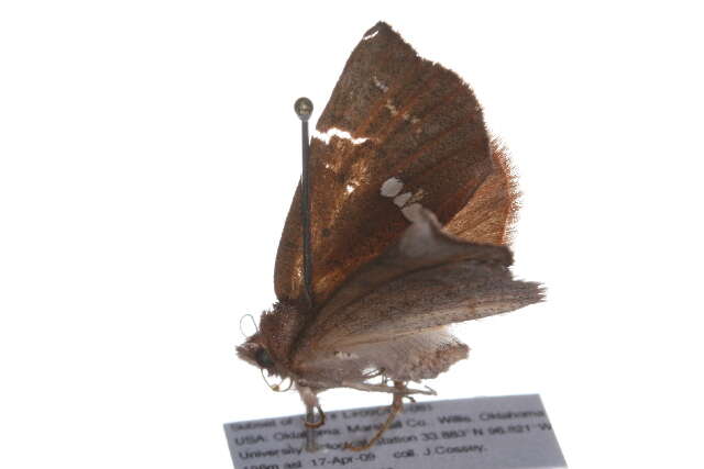 Image of Large Necklace Moth