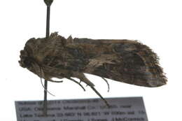 Image of Yellow-striped Armyworm Moth