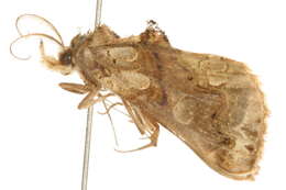 Image of Moonseed Moth