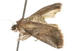 Image of Aleptina inca Dyar 1902