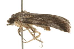 Image of Aleptina inca Dyar 1902